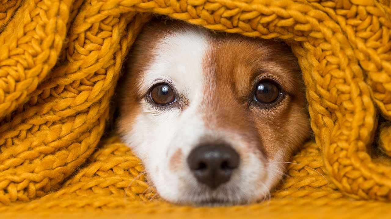 6 dicas de cuidados com os cães no inverno