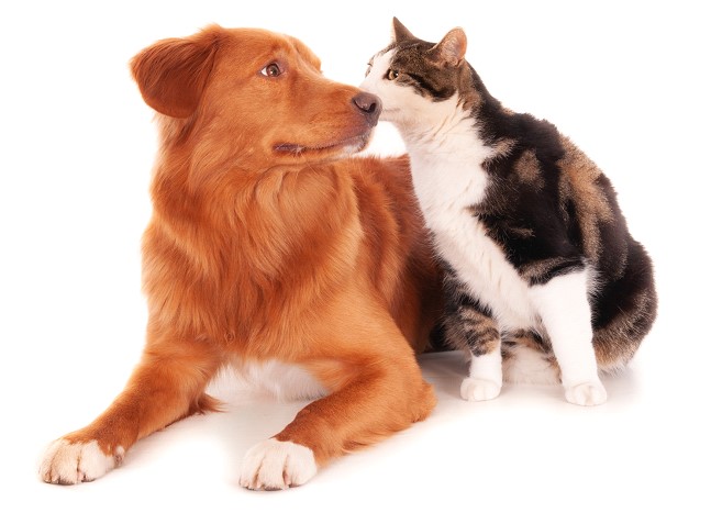 Cães e gatos podem contrair covid?
