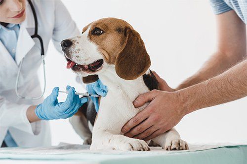 Vacinas mais importantes para cães e gatos